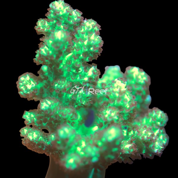 GR Green Fury Kenya Tree Large - WYSIWYG