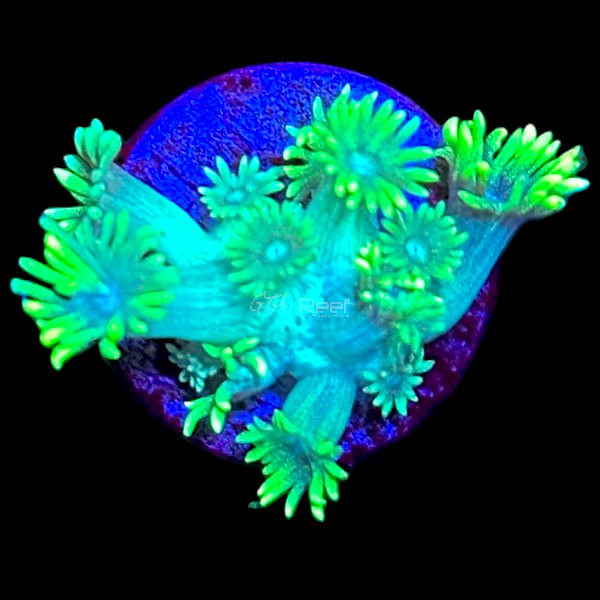 Corals for Sale in Canada – SPS, LPS, Zoanthids & More | GTA Reef