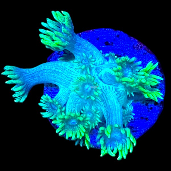 Corals for Sale in Canada – SPS, LPS, Zoanthids & More | GTA Reef