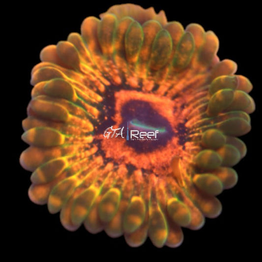 Grand Master Krak (GMK) Zoanthids