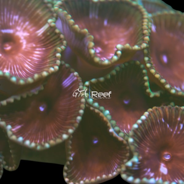 Grandis Palythoa - WYSIWYG