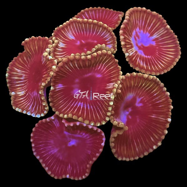 Grandis Palythoa - WYSIWYG