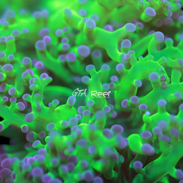 Green Frogspawn - 2 Heads WYSIWYG
