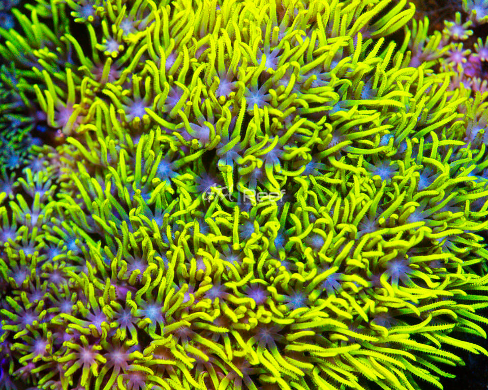 Green Star Polyps C