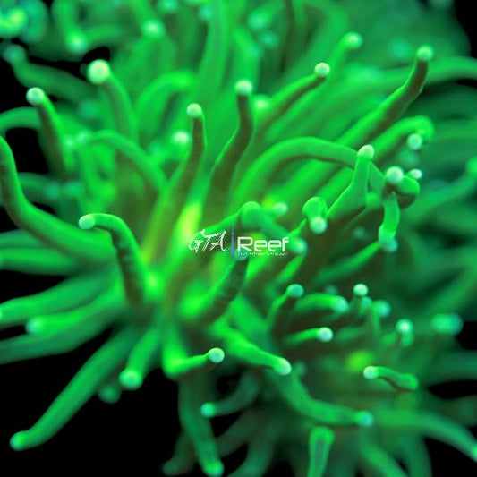 Green Torch - WYSIWYG