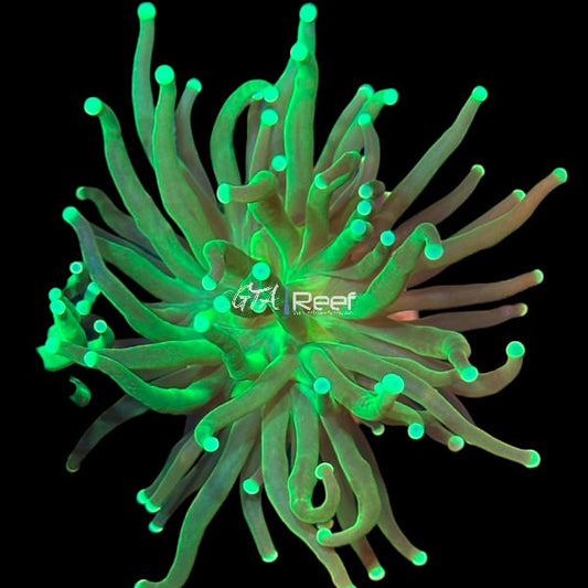 Green Torch - WYSIWYG