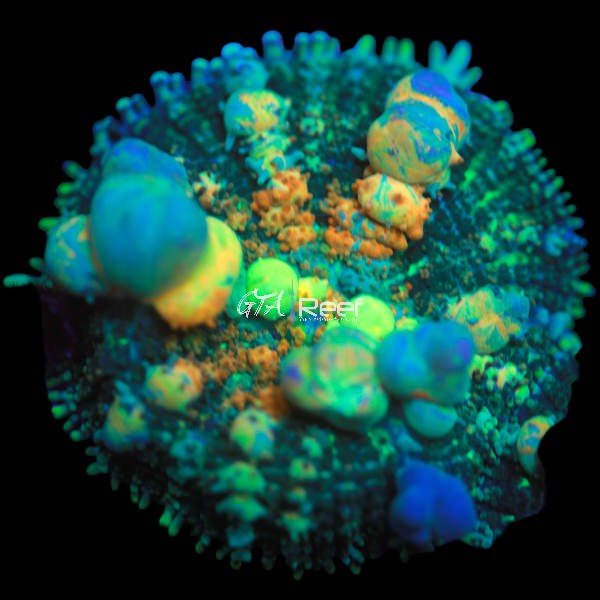 Halloween Bounce Mushroom RARE - WYSIWYG