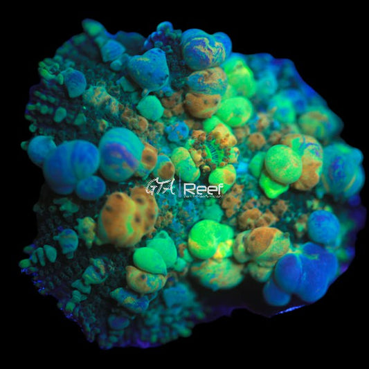 Halloween Bounce Mushroom (B) RARE - WYSIWYG