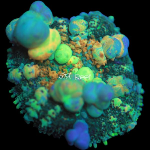 Halloween Bounce Mushroom RARE - WYSIWYG