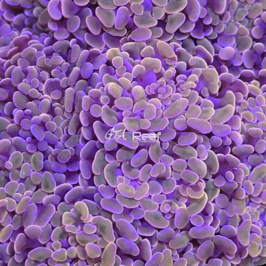 Branching Purple and Lavender Hammer