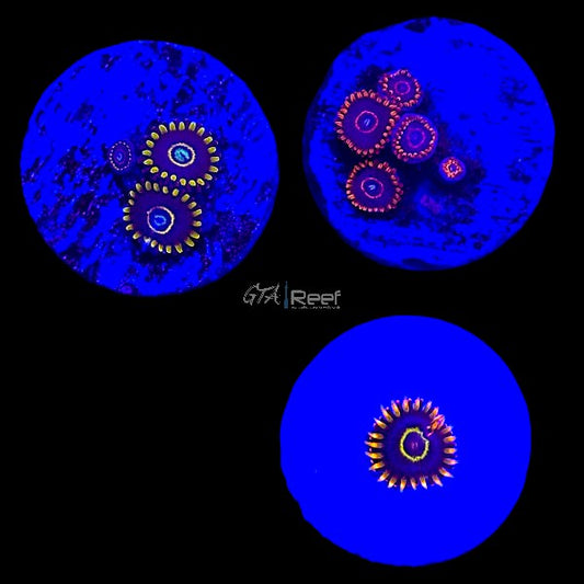 Hornets Zoanthids Pack 11