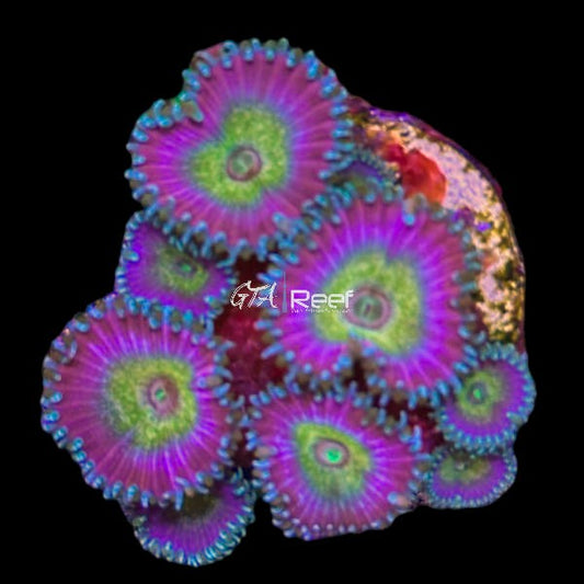 TGC Beauty and the Beast Paly