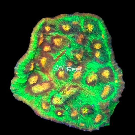 Raja Rampage Chalice - WYSIWYG