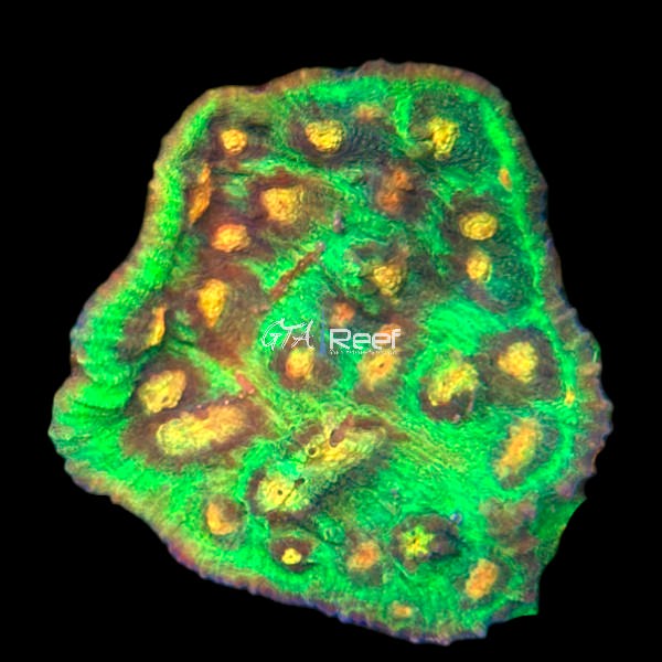 Raja Rampage Chalice - WYSIWYG