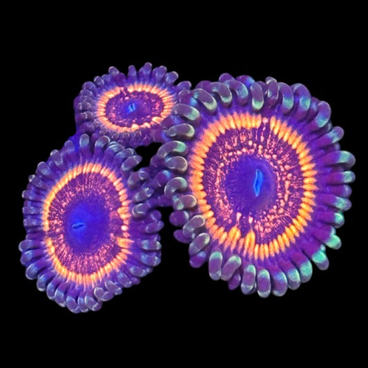 God of War Zoanthids - WYSIWYG