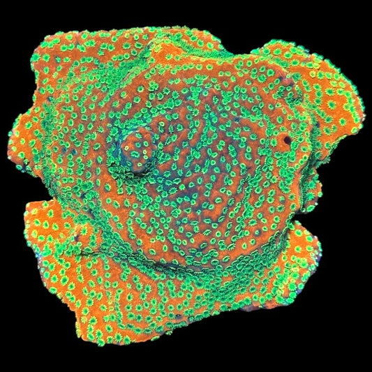 Sunset Montipora - WYSIWYG