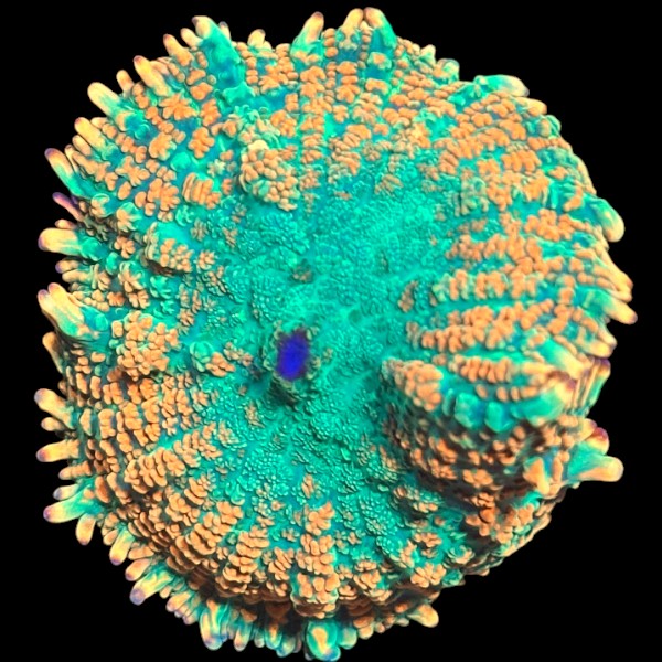 Citrus Rhodactis - WYSIWYG A