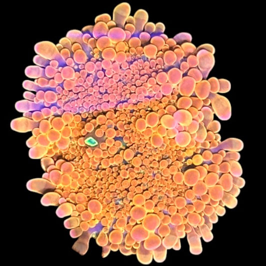 Orange Yuma - WYSIWYG