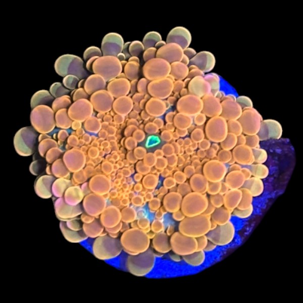 Orange Yuma B - WYSIWYG