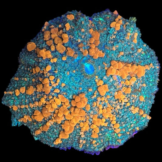 Sunkist Bounce Mushroom XLarge 3" - WYSIWYG