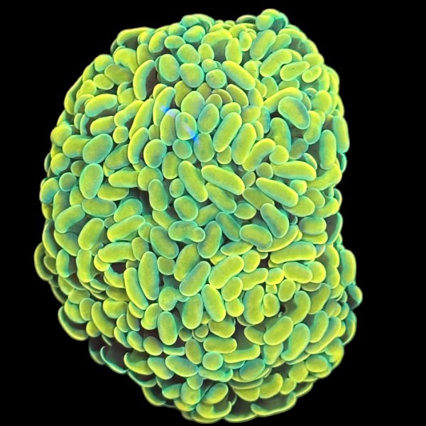 Branching Golden Hammer mini colony - WYSIWYG