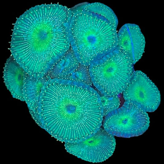 Green Implosion Paly