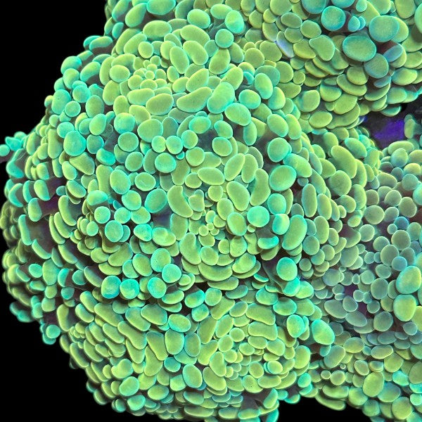 Branching Gold Hammer