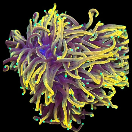 Ultra Torch - Per head