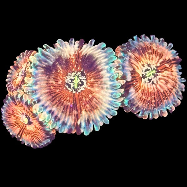 Seduction Zoanthids frag with bright red skirts and orange centers