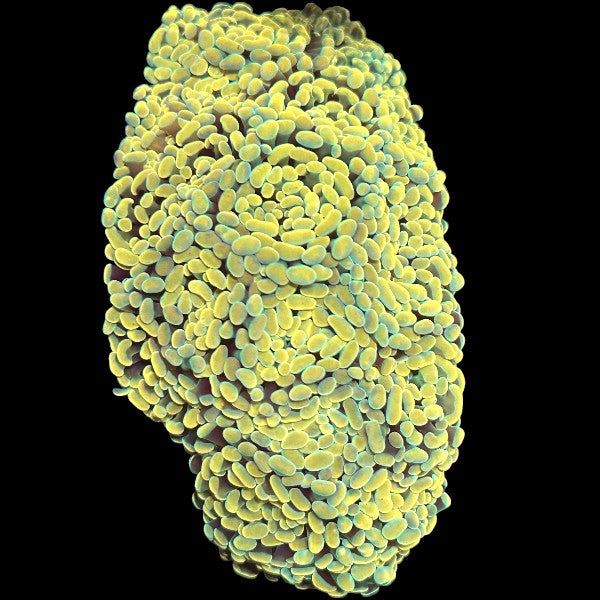 Branching Golden Hammer Large colony - WYSIWYG