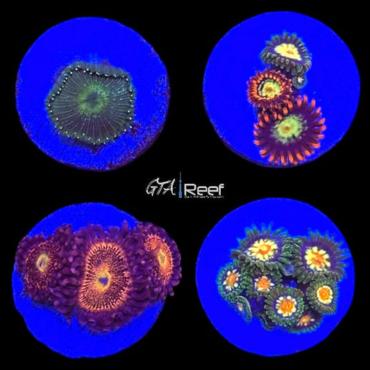 Zoanthids Pack 1