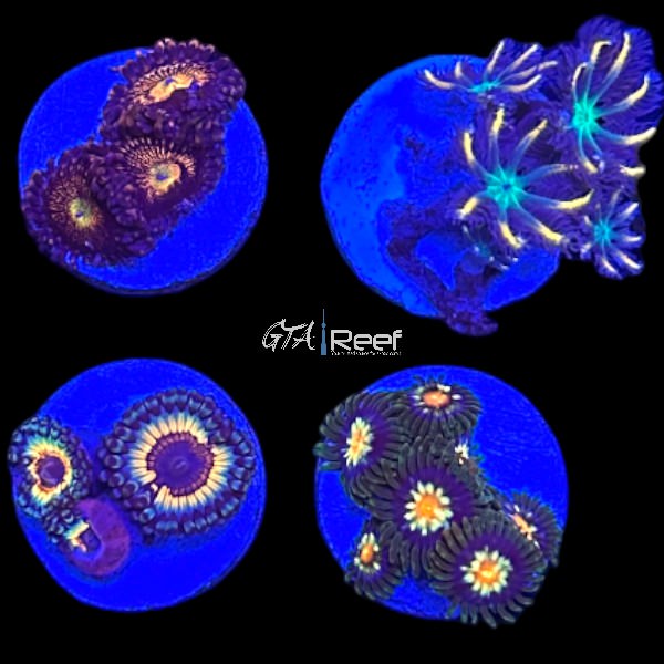Zoanthids Pack 2
