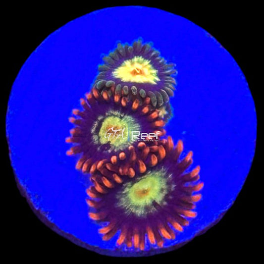 Zoanthids Pack 1