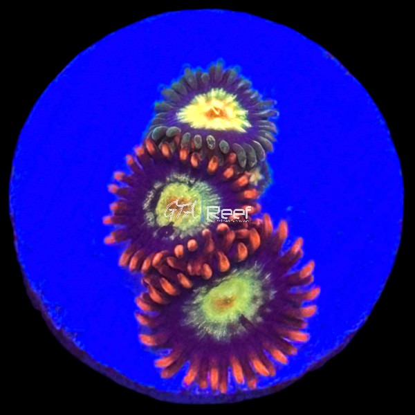 Zoanthids Pack 1