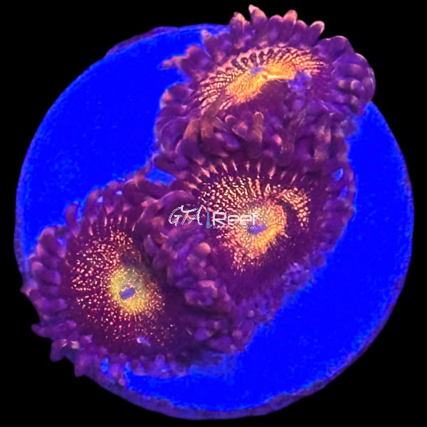 Zoanthids Pack 2
