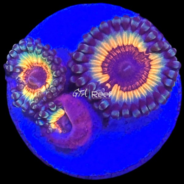 Zoanthids Pack 2