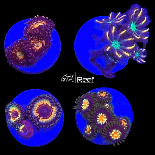 Zoanthids Pack 7