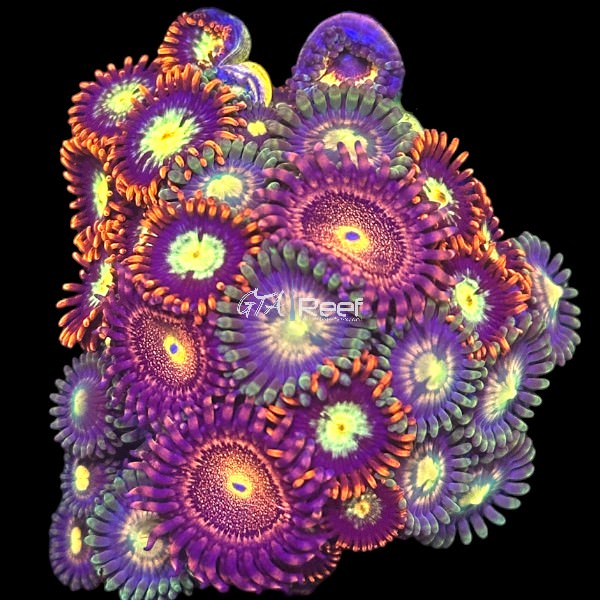 Mix Coral 3 - WYSIWYG