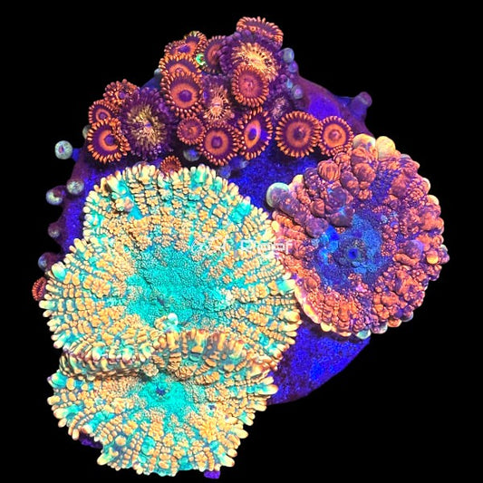 Mix Coral 1 - WYSIWYG