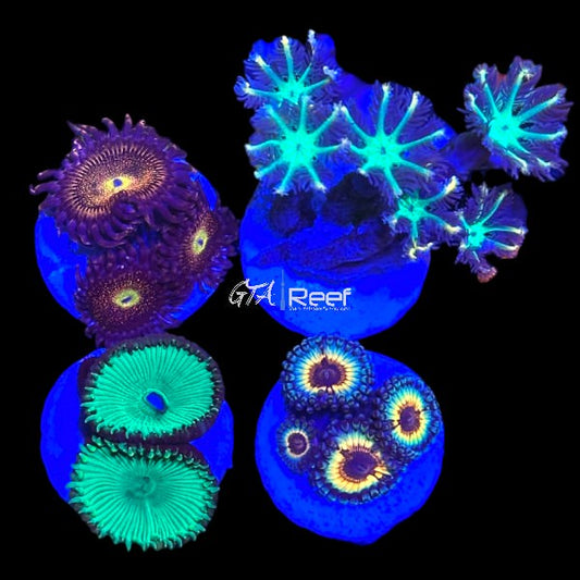Zoanthids Pack 5