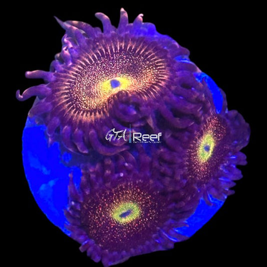 Zoanthids Pack 5