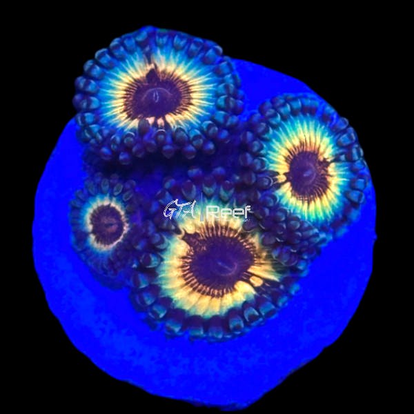 Zoanthids Pack 5