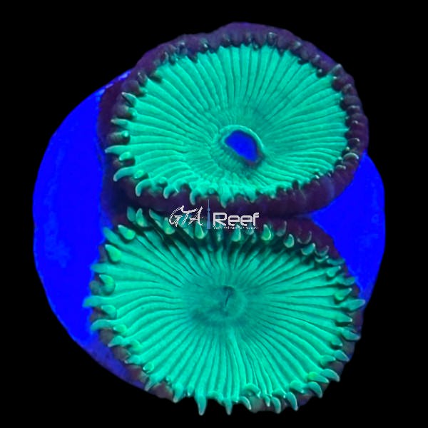 Zoanthids Pack 5