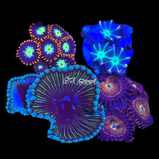 Zoanthids Pack 6