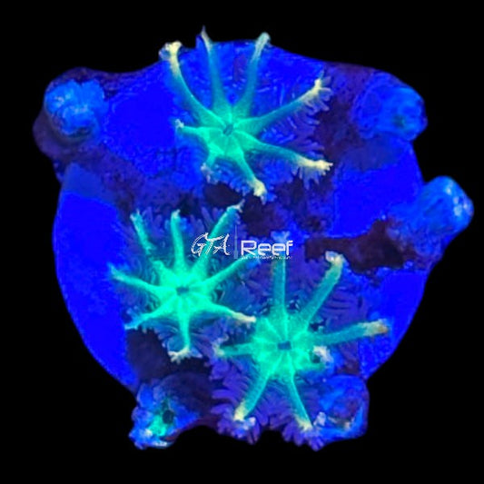 Zoanthids Pack 6