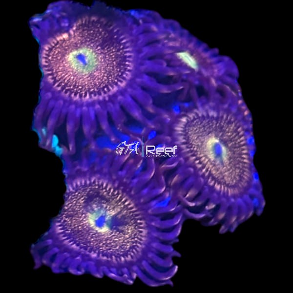Zoanthids Pack 6