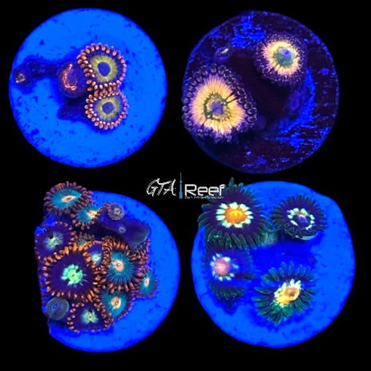 Zoanthids Pack 3