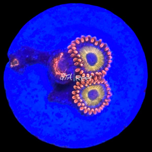 Zoanthids Pack 3