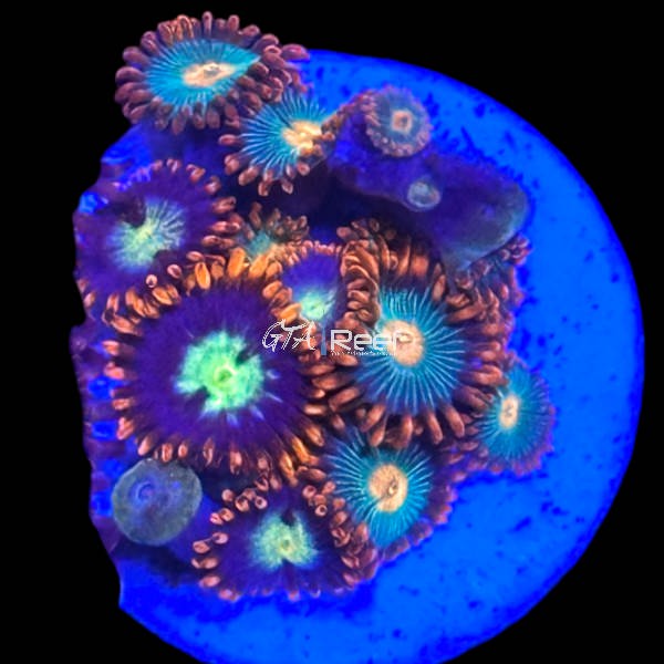 Zoanthids Pack 3