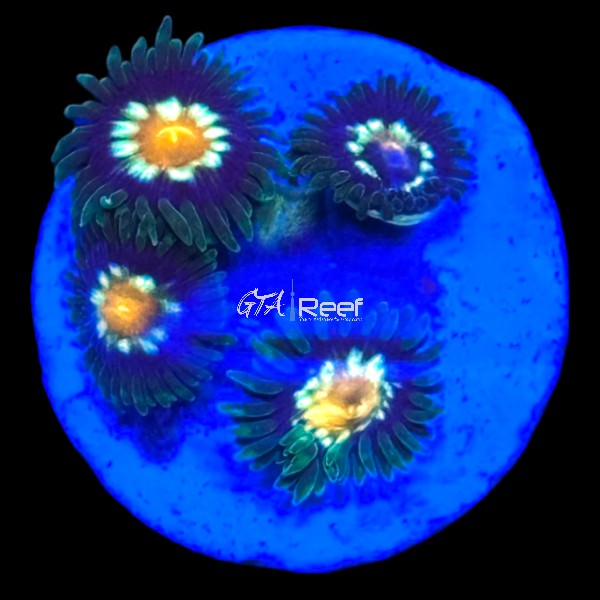 Zoanthids Pack 3